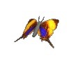 Butterfly -9