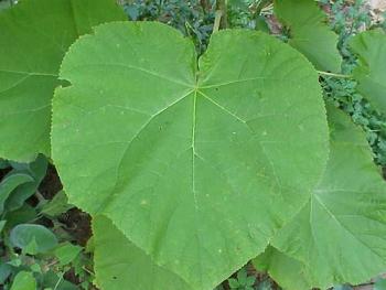 paulownia leaf 65
