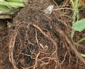 weed roots 1