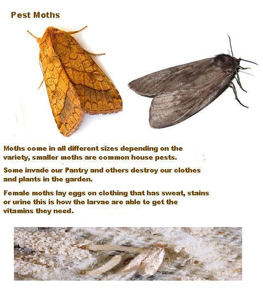 Pest Moths 2